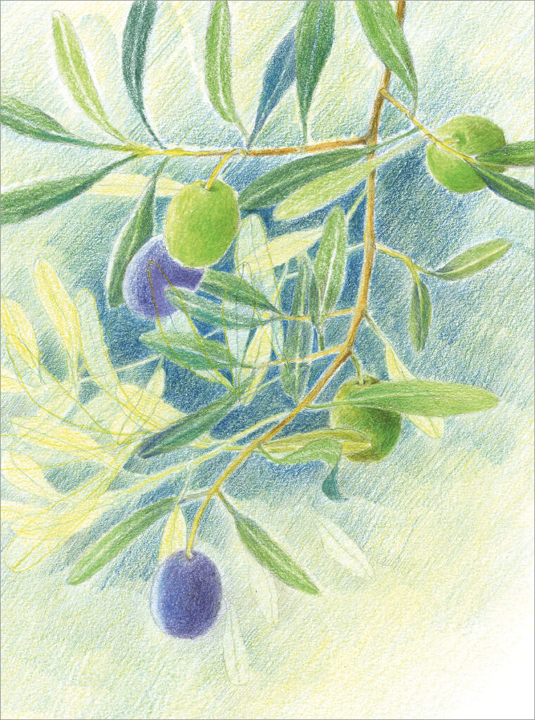 L'illustration montre une branche d'olivier avec des olives vertes et foncées et des feuilles dans des tons de vert tendre, le tout dessiné au crayon de couleur. L'ensemble du projet de dessin se trouve dans le numéro 69 de Dessin Passion.