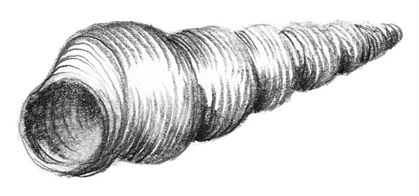 L'illustration montre un coquillage dessiné au crayon avec des hachures.