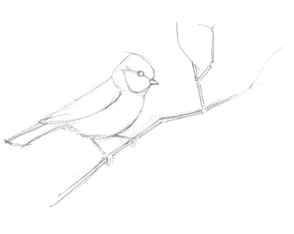 L'illustration montre la construction pas à pas du dessin d'une mésange perchée sur une branche avec des baies. Dessiné au crayon à papier. Extrait du magazine Dessin Passion, numéro 71.