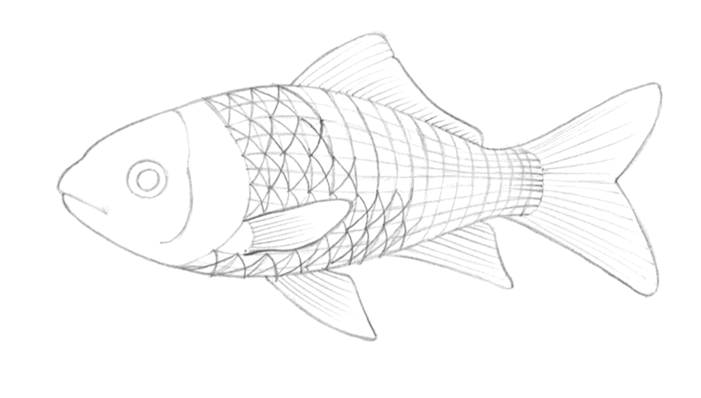 L'illustration montre la construction étape par étape d'un poisson rouge dessiné au crayon, peint à l'aquarelle et complété au crayon de couleur. Tiré du magazine Dessin Passion, numéro 72.