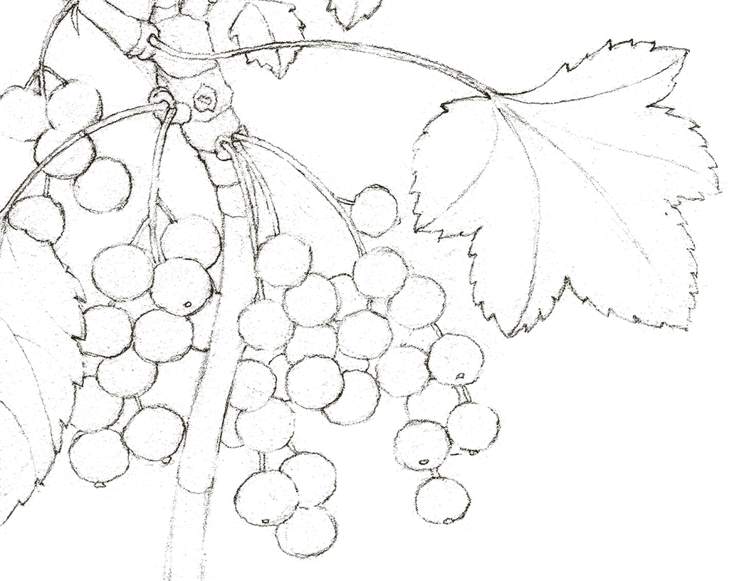 L'illustration montre la construction étape par étape de groseilles sur une branche, peinte à l'aquarelle et complétée par des hachures au crayon. Extrait du magazine Dessin et Peinture Passion numéro 74.